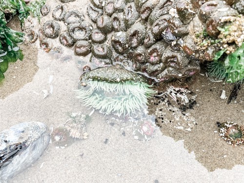 One of the tide pools at Haystack Rock.