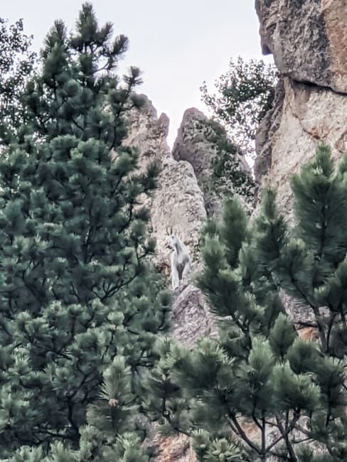 Mountain Goat in Custer State Park SD