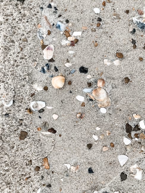 Shells at Pea Island, one of the best beaches in the Outer Banks.