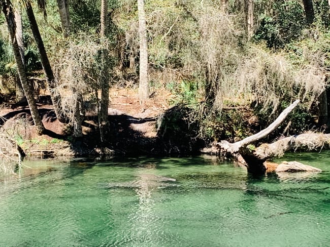 Springs Near Orlando - Blue Springs State Park