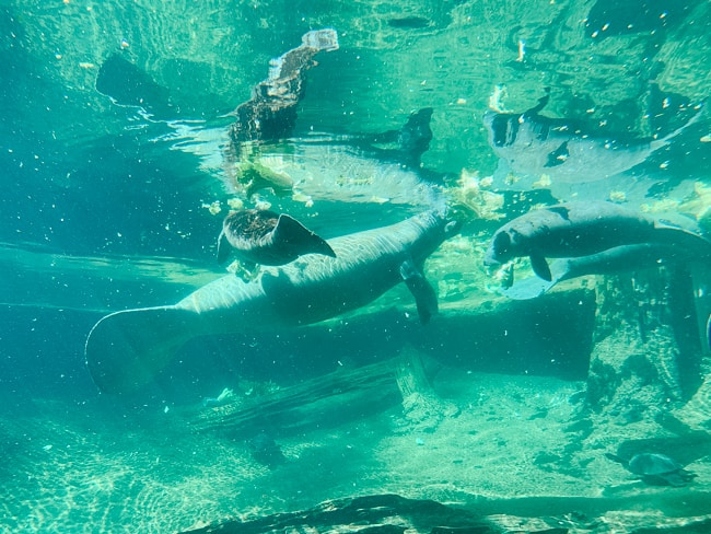 Manatees swimming in the water.