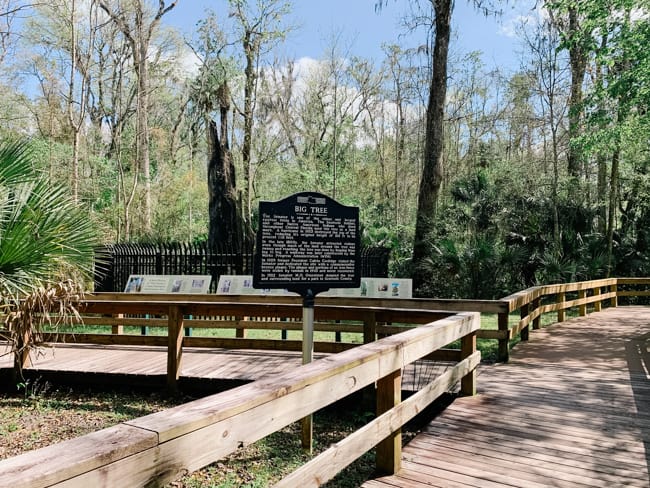 Big Tree Park in Orlando