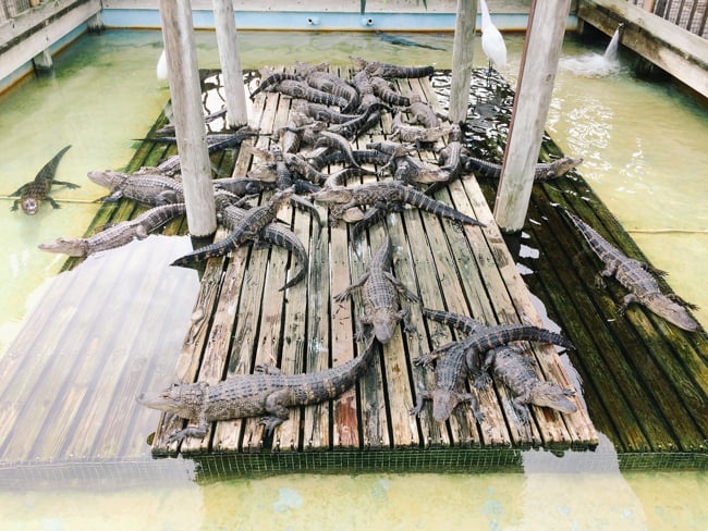 Gatorland in Orlando