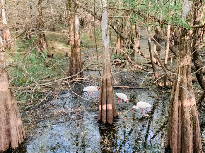 Viewing the wildlife at the Six Mile Slough Preserve is one of the fun things to do in Fort Myers, Florida