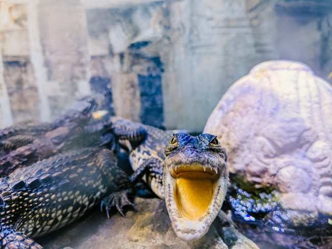 Seeing the wildlife at the Alligator Farm is one of the fun things to do in St Augustine with kids