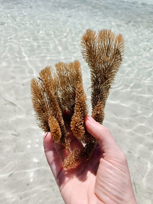 A hand holding plant life over clear water.