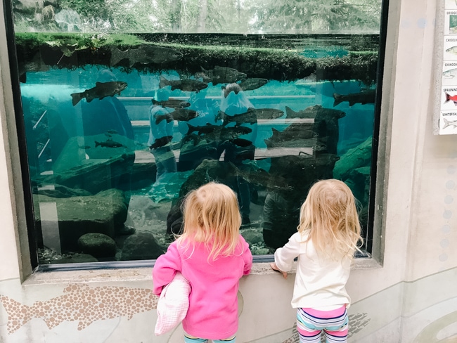 The Morrison-Knudsen Nature Center is a fun thing to do in Boise