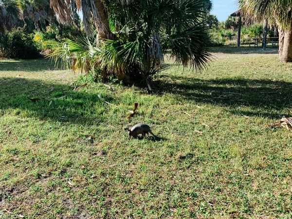 There are a lot of armadillo to see on Caladesi Island