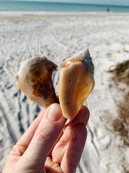 There are over 40 different kinds of shells on Caladesi Island State Park