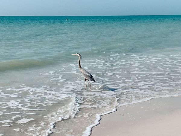You will often see Blue Herons on Caladesi