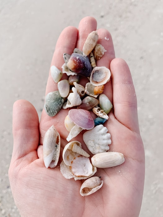 Shells from Lovers Key State Park