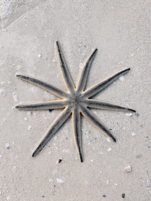 Wildlife in Lovers Key State Park