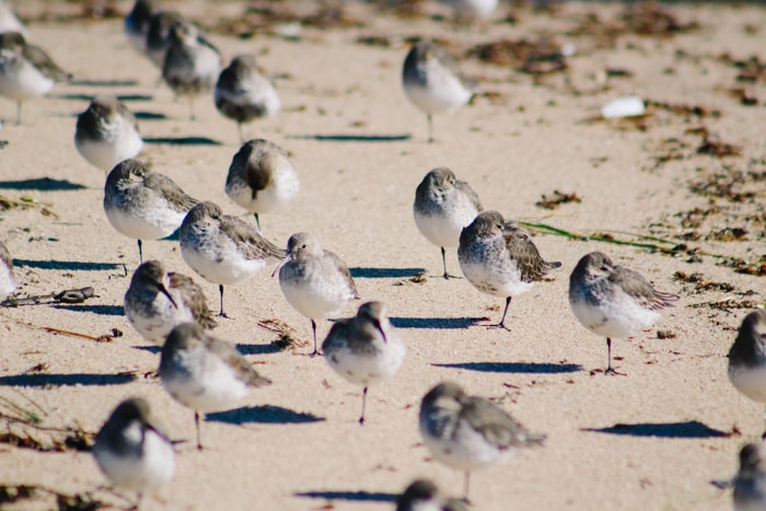 The Olympic Birding Trails runs through Forks Washington and is one of the fun things to do there.
