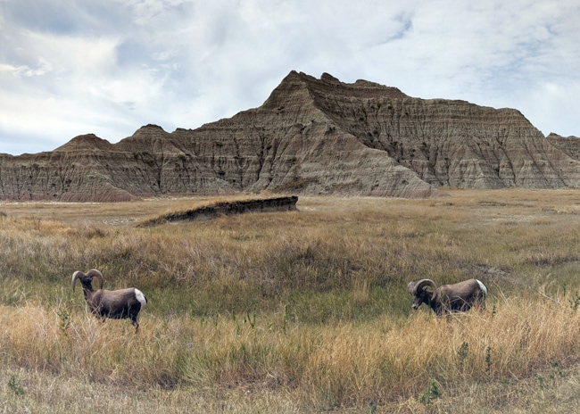 The Castle Trail is a great place to see wildlife along the Badlands hiking trails.