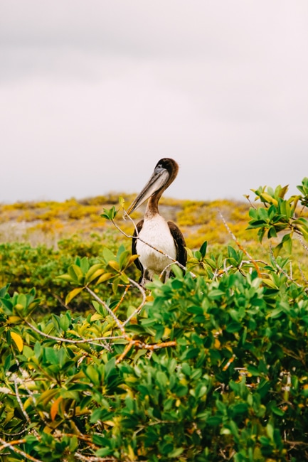 Enjoying the wildlife in Culebra National Wildlife Refuge is one of the best things to do in Culebra Puerto Rico.