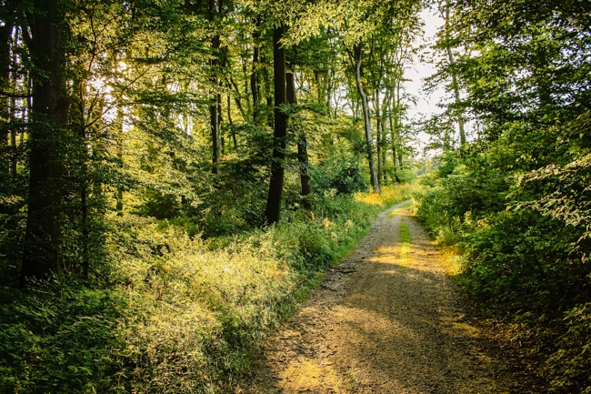 Picture of a Denver hiking trail that families enjoy hiking.