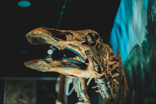 The Denver Museum of Natural Science is one of our favorite kid friendly places in Denver Colorado