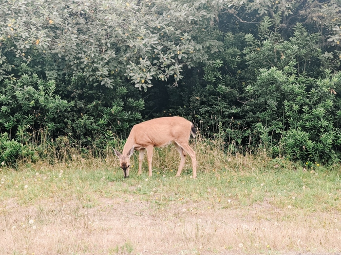 Spotting deer around town is one of my kids' favorite things to do in Ocean Shores.