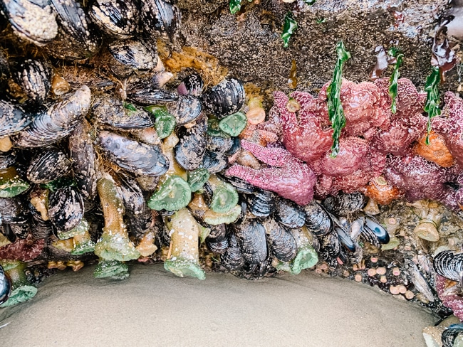 Everything You Need To Know About Exploring The Ocean Shores Tide Pools 