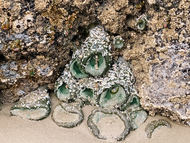 Sea anemones