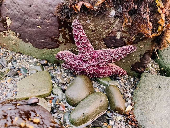 Damon Point is one of the fun ocean shores tide pools