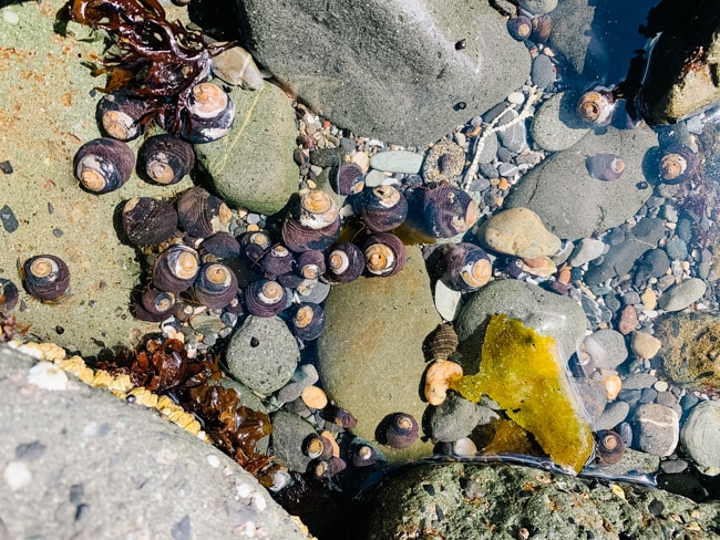 Snails in the ocean