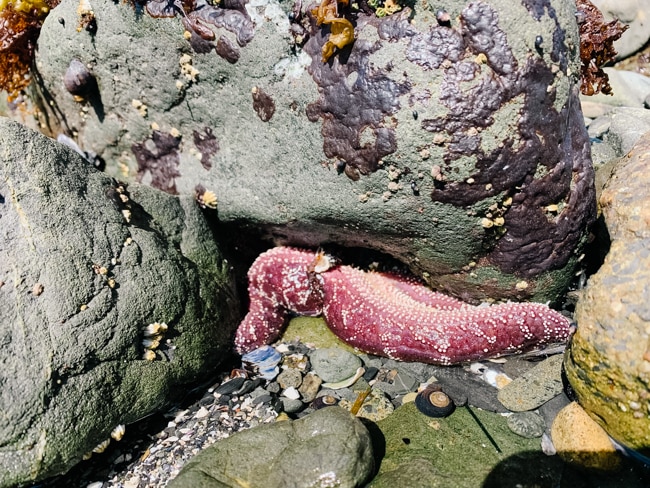 It is common to see starfish in the Ocean Shores tide pools.