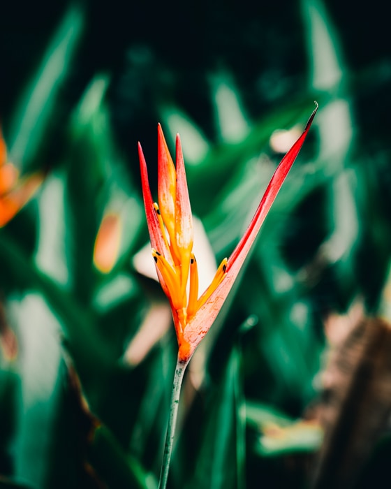 There are lots of beautiful plants in the Hawaii Botanical Garden