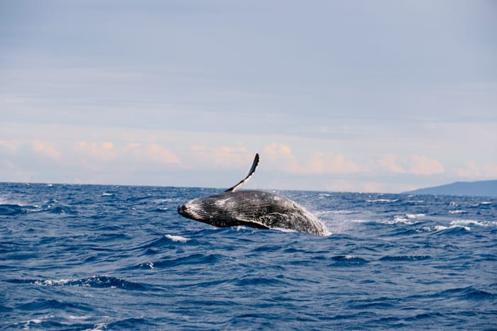 Whale in the ocean near the Big Island