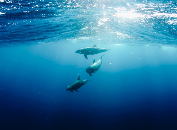 Swimming with dolphins is one of the best things to do on the Big Island in Hawaii