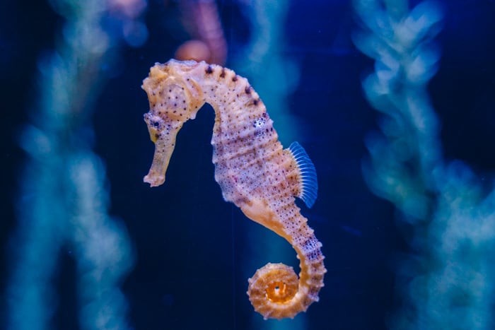 Visiting the Sea Horse Farm is one of the things to do on the Big Island in Hawaii that kids will enjoy