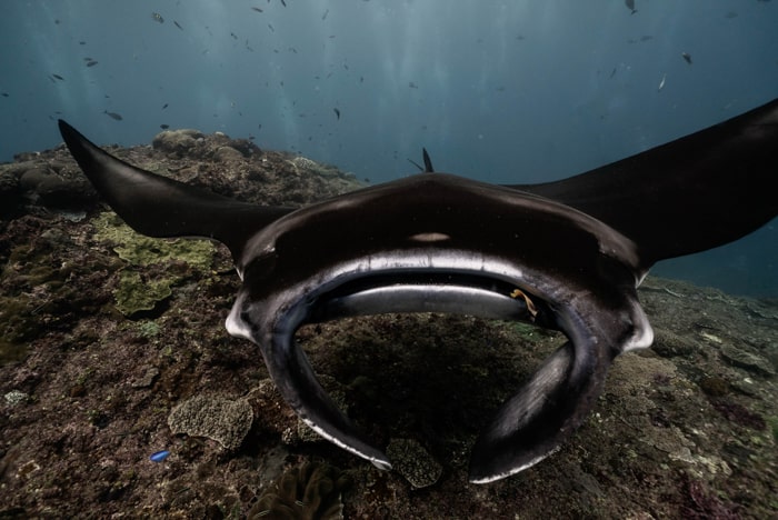 Diving with manta rays at night is one of the most unique things to include in your Big Island itinerary
