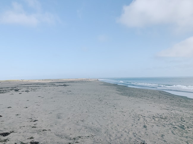 Ocean Shores is very dog friendly.