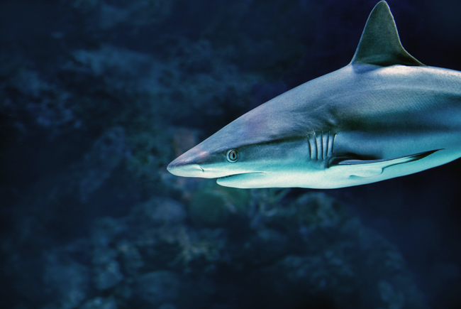 The Shark Reef Auarium is one of the best things to do with kids in Las Vegas.