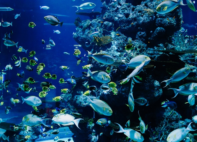 Monte Marine Laboratory and Aquarium near Siesta Key, Florida
