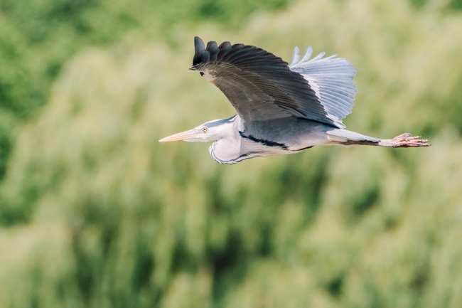Seeing the wildlife at the Jim Neville Marine Preserve is one of the fun things to do in Siesta Key, Florida