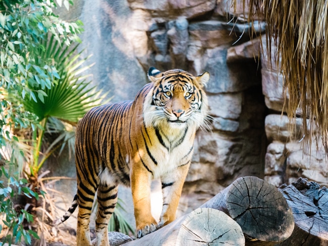Children will enjoy visiting the Out of Africa Wildlife Park near Sedona
