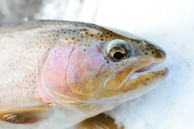Rainbow Trout Farm near Sedona, Arizona