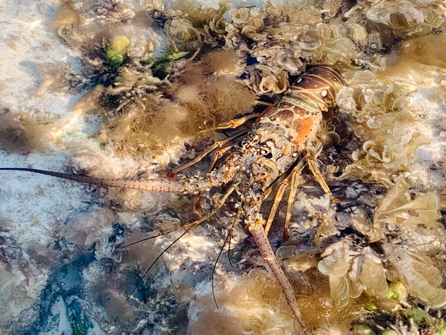Lobster at one of the beaches in Florida with clear water