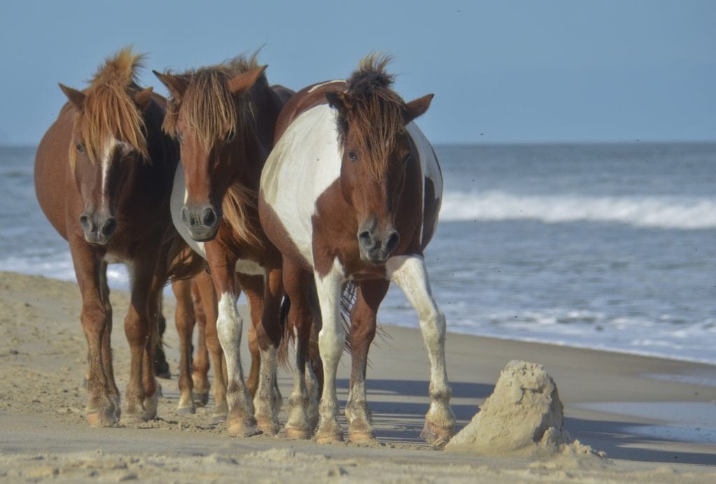 12 Best Beaches in the Outer Banks To Visit in 2023 - CS Ginger Travel