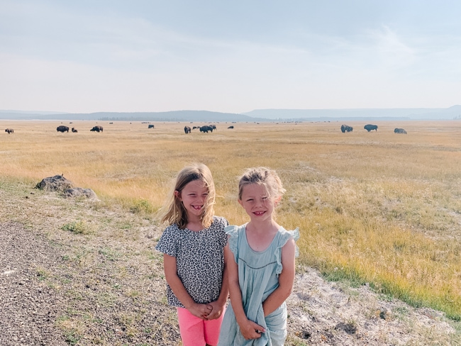 Buffalo while visiting Yellowstone National Park
