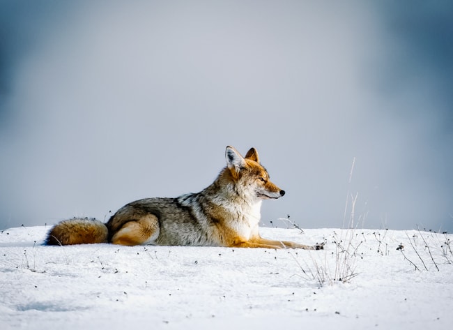 If you love winter activities, winter is the best time to visit Yellowstone