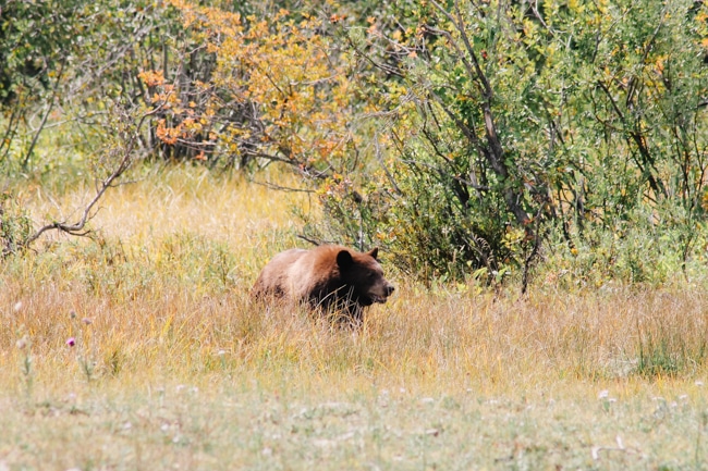 There are lots of opportunities to see animals when driving from Salt Lake City to Yellowstone National Park