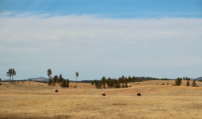Wind Cave National Park in Custer, SD
