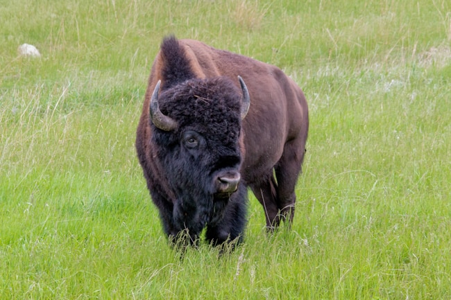 Seeing wildlife is one of the best things to do in Custer, SD