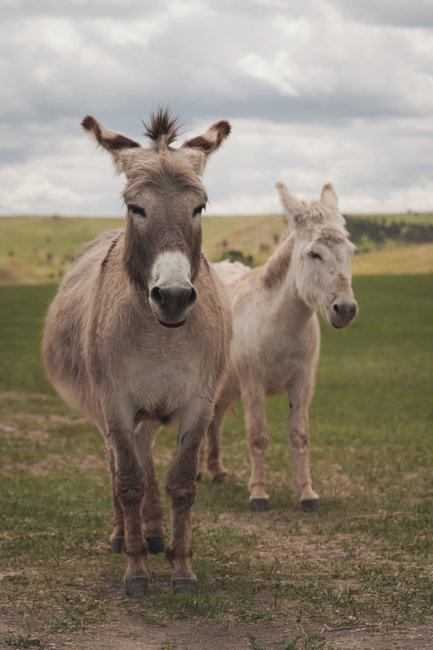Feeding the begging burros is one of the fun things to do in Custer, SD