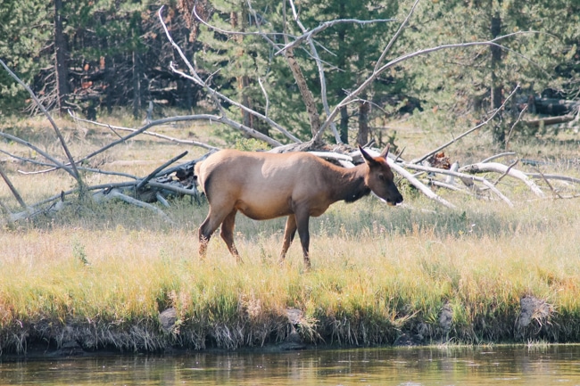Elk in Yellowstone