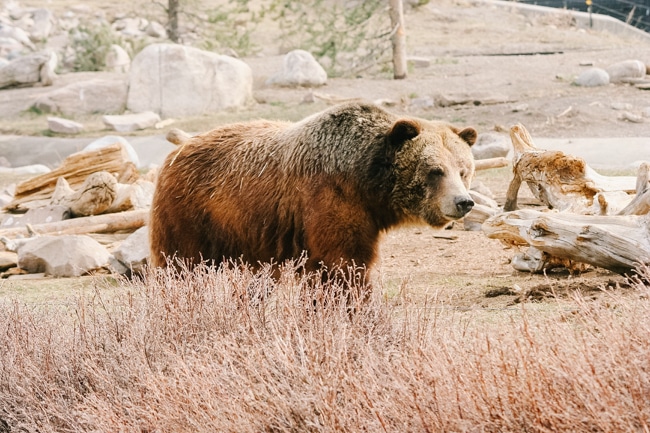 Bear in Yellowstone