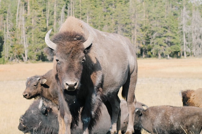 Bison in Yellowstone