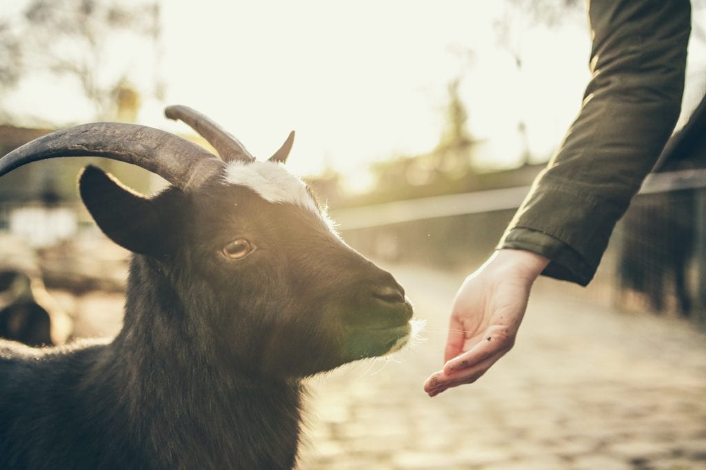 27 Best Family Activities in St Louis in 2022 18 pat zENZO qhpYQ unsplash
